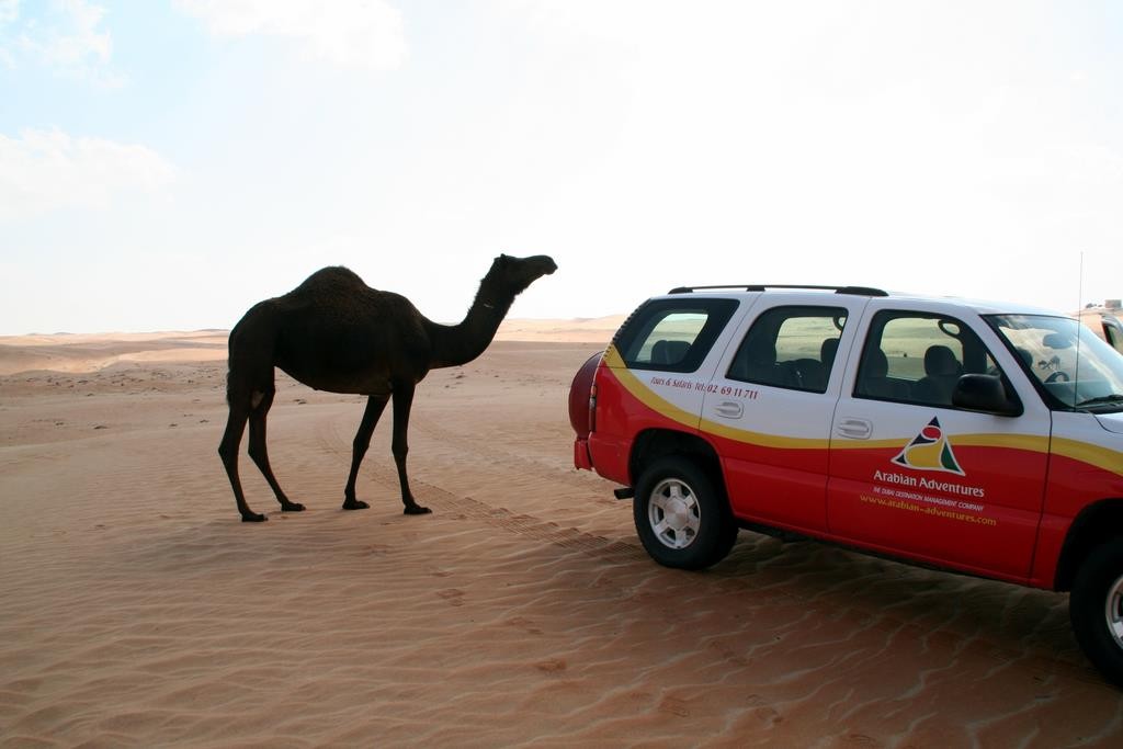 We spent a day in the dunes with Arabian Adventures. We visited a camel race track, a camel farm, and went for a dune drive.